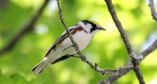 Chestnut-sided Warbler