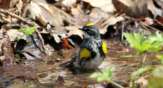 Yellow-rumped Warbler