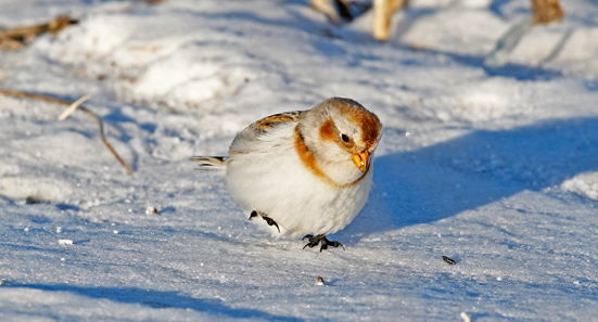 Snow Bunting