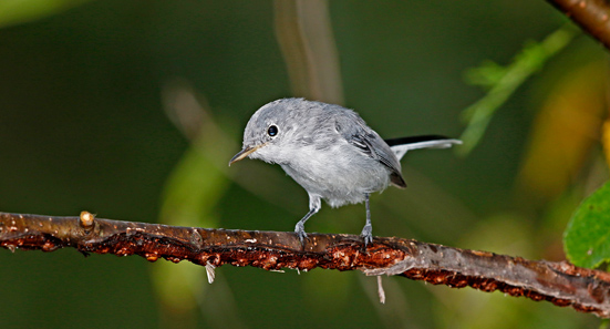 Blue-Gray Gnatcatcher