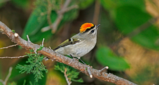 Golden-crowned Kinglet