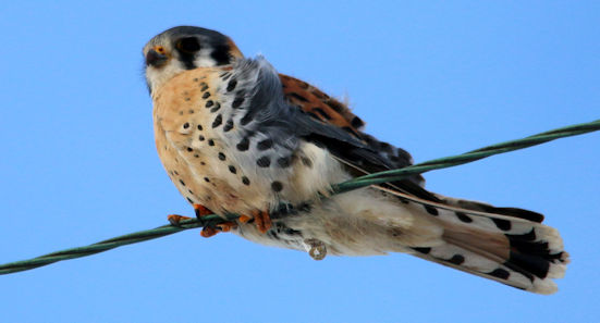American Kestrel