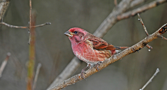 Purple Finch