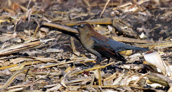 Rusty Blackbird