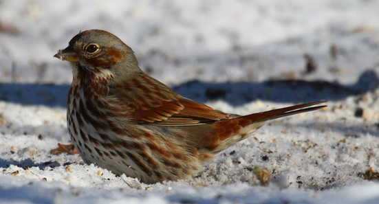 Fox Sparrow