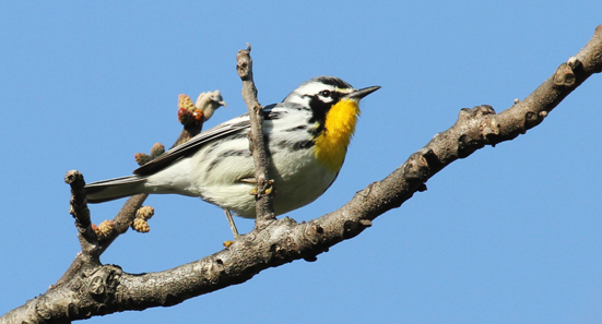 Yellow-throated Warbler