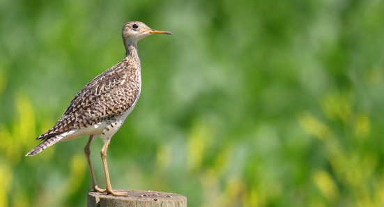 Upland Sandpiper