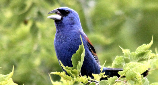 Blue Grosbeak