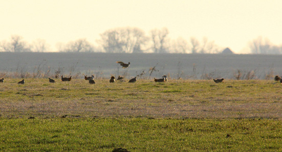 Greater Prairie-Chicken