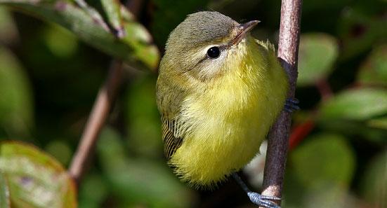Philadelphia Vireo