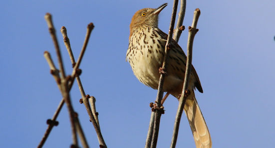 Brown Thrasher
