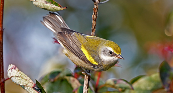 Golden-winged Warbler