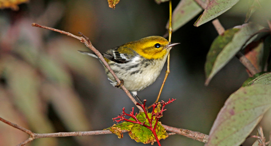 Black-throated Green Warbler
